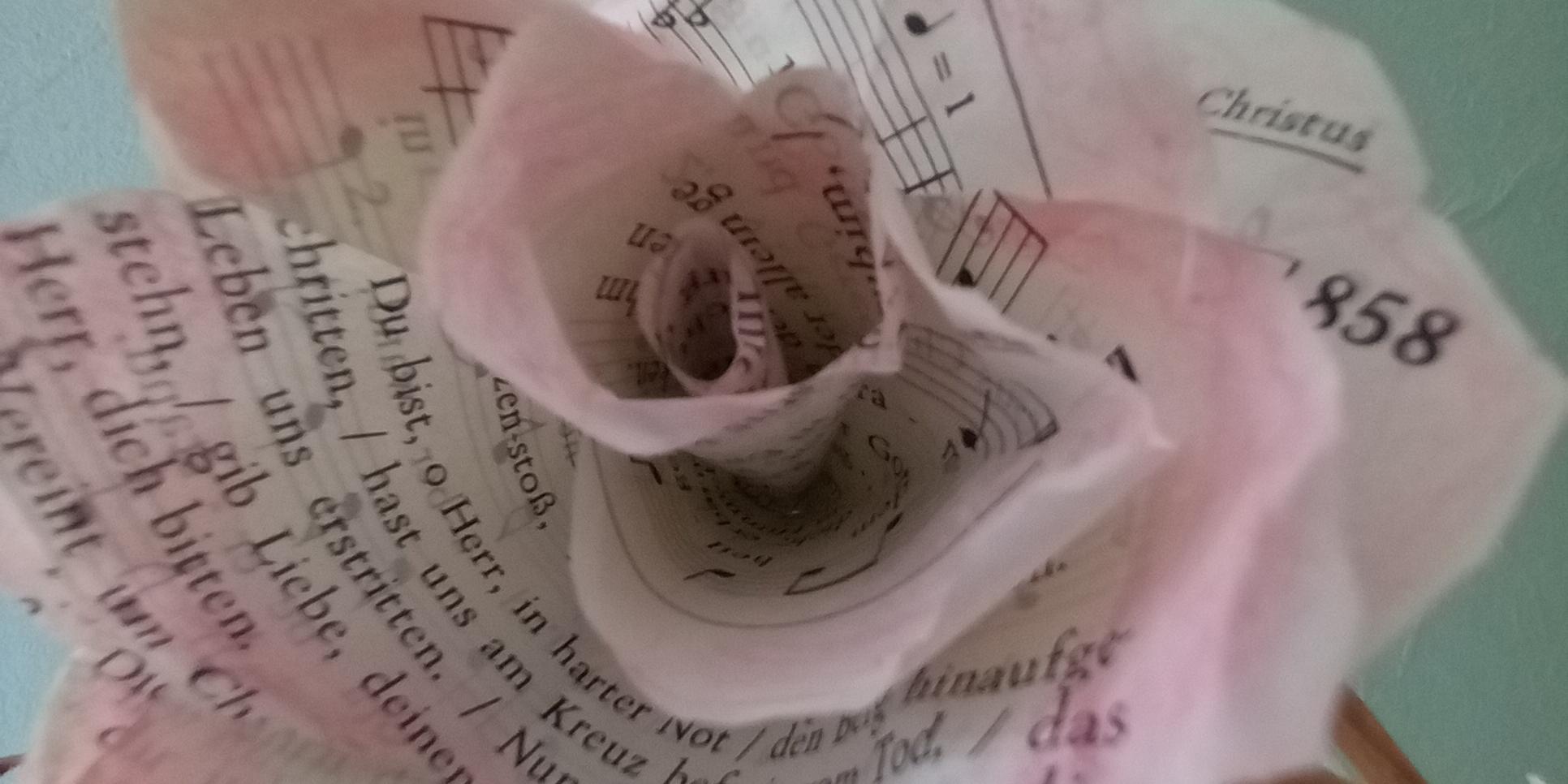 2024-03 Rosenblüte groß
