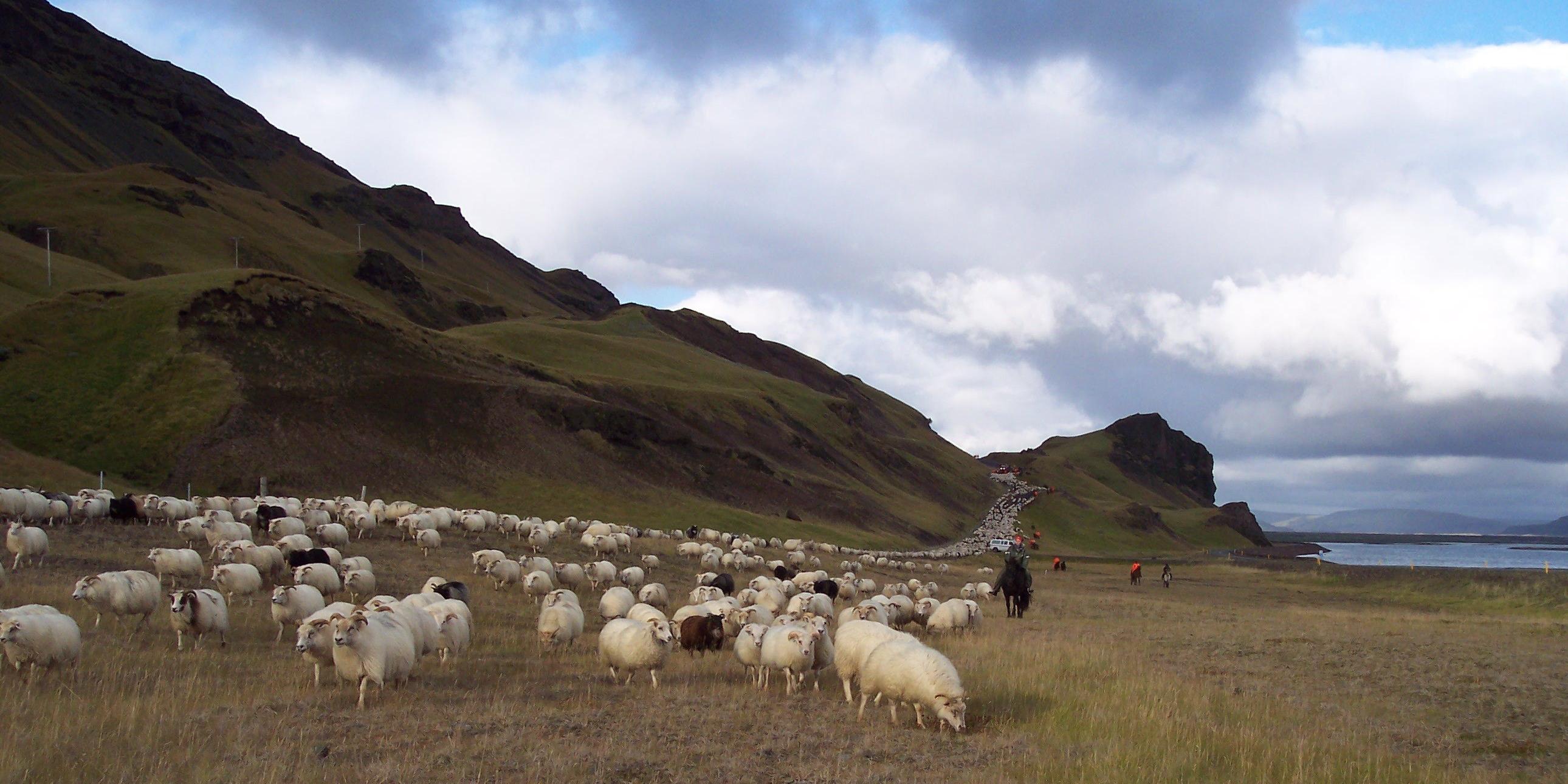Fjarrekstur_vid_Gaukshofda Schafe am Þjórsádalur